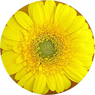 Yellow Prom Dresses Clearance